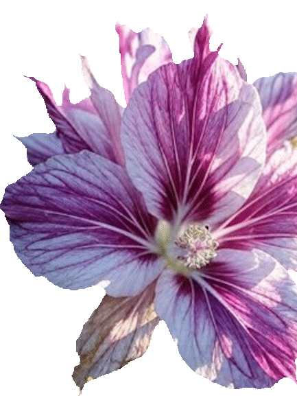 Explore plants with Camera Pal